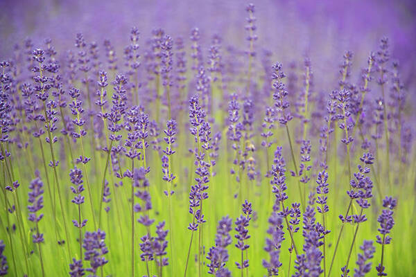 Lavender Poster featuring the photograph Lavender Fantasy by Jani Freimann