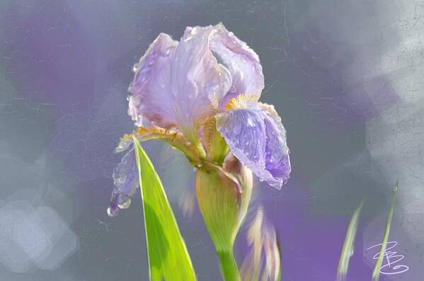 Beautiful Poster featuring the digital art Lavender iris in the morning sun by Debra Baldwin