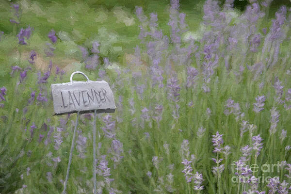 Lavender Poster featuring the digital art Lavender by Jayne Carney