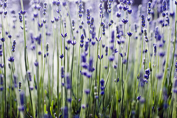 Abstract Poster featuring the photograph Lavender Patterns by Ray Laskowitz - Printscapes