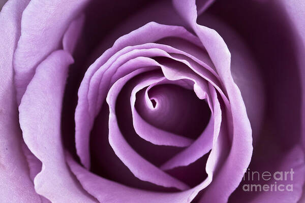 Rose Poster featuring the photograph Lavender Rose by Douglas Kikendall