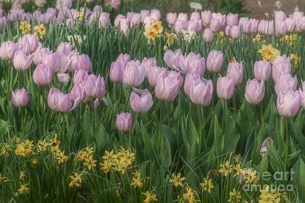 Lavender Poster featuring the photograph Lavender Tulips by Elaine Teague