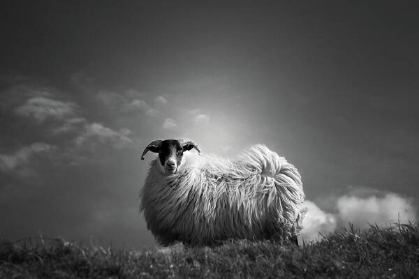 Sheep Poster featuring the photograph Le Fluff by Dorit Fuhg
