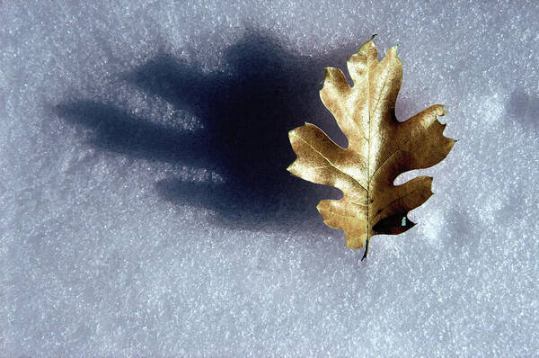 Photography Poster featuring the photograph Leaf on Snow by Paul Wear