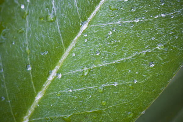 Leaf Poster featuring the photograph Leaf With Water Droplets by Bob Decker