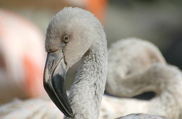 Young Chilean Flamingo Poster featuring the photograph Learning The Ropes by Fraida Gutovich