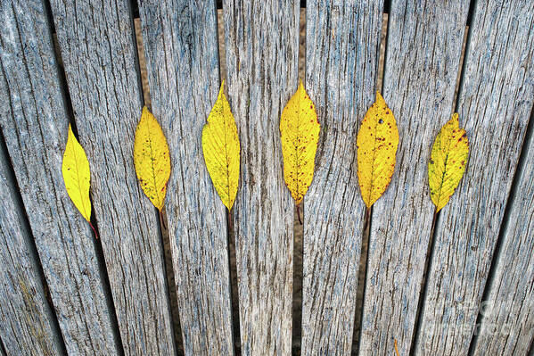 Autumn Poster featuring the photograph Leaves and Lines by Tim Gainey