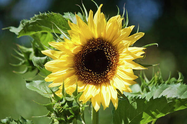 Sunflower Poster featuring the photograph Lemon Queen in July by Jeff Severson