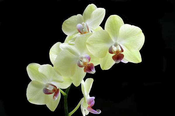 Orchid Poster featuring the photograph Lemon Yellow Orchid's by Terence Davis