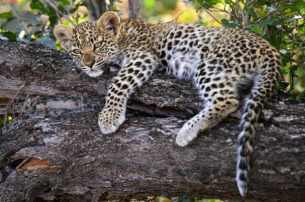 Mp Poster featuring the photograph Leopard Panthera Pardus Cub Resting by Sergey Gorshkov