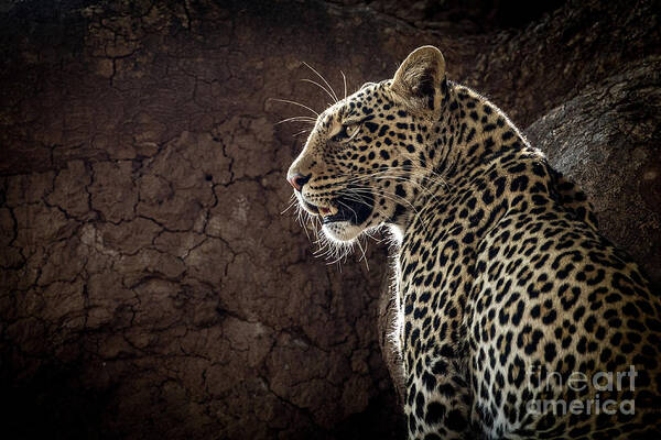 Botswana Poster featuring the photograph Leopard by Patti Schulze