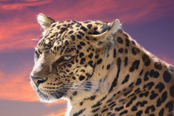 Leopard Poster featuring the photograph Leopard Portrait by Michele A Loftus