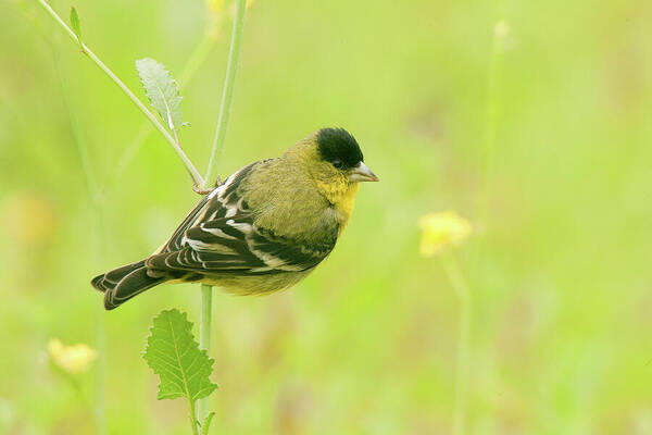 Spring Migration Poster featuring the photograph Lesser Goldfinch by Ram Vasudev