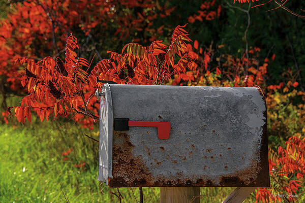 Letter Box Poster featuring the photograph Letter Box in October by Patrick Boening