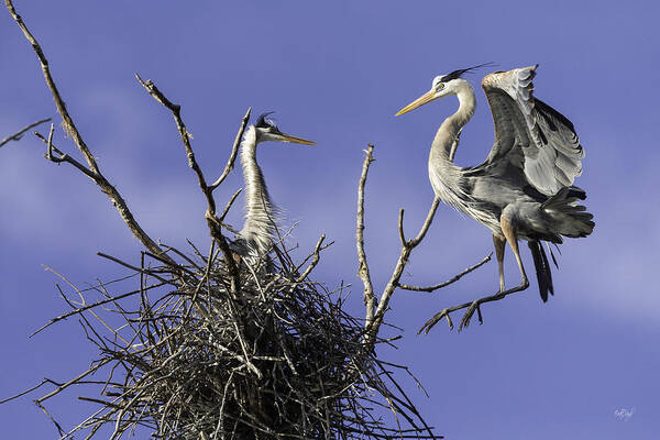 Great Blue Heron Poster featuring the photograph Levitation by Everet Regal
