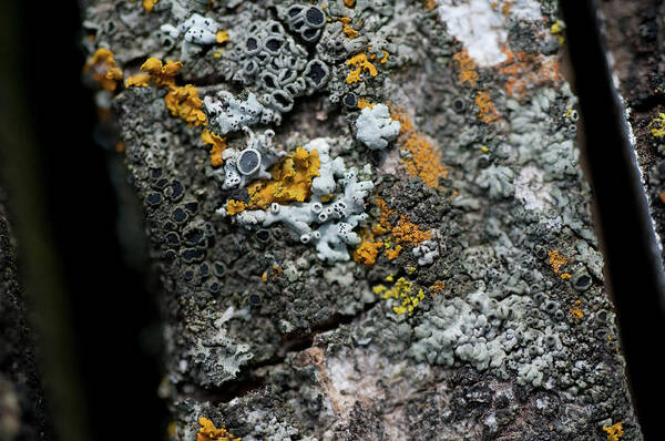 Lichen Poster featuring the photograph Lichen At The Top by Wilma Birdwell
