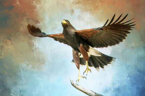 Hawk Poster featuring the photograph Lift Off by Barbara Manis