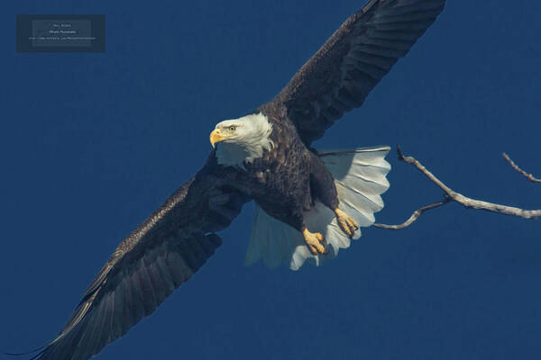 Bald Eagle Poster featuring the photograph Liftoff by Paul Brooks