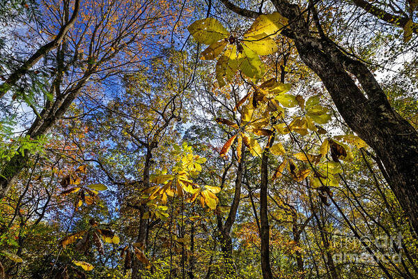 Big Leaf Magnolia Poster featuring the photograph Like Giant Yellow Butterflies by Paul Mashburn