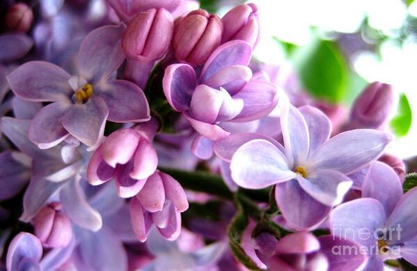 Lilacs Poster featuring the photograph Lilacs by Cindy Schneider