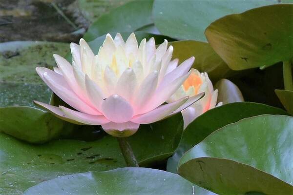 Water Lily Poster featuring the photograph Lilies All Aglow by Mary Ann Artz