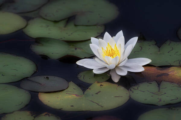 Water Lily Poster featuring the photograph Lily 2018 by Bill Wakeley