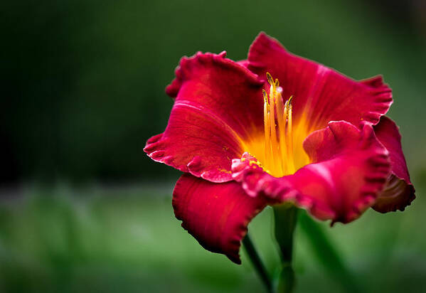Daylily Poster featuring the photograph Lily Beauty by Ches Black