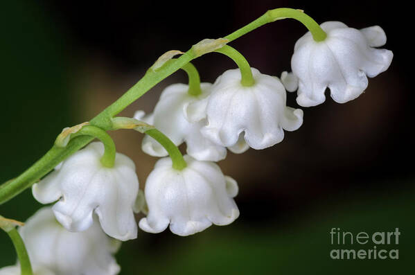 Lily Of The Valley Poster featuring the photograph Lily Of The Valley Flowers by Tamara Becker