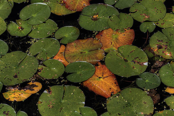 Nymphaeaceae Poster featuring the photograph Lily Pads by Steve Gravano