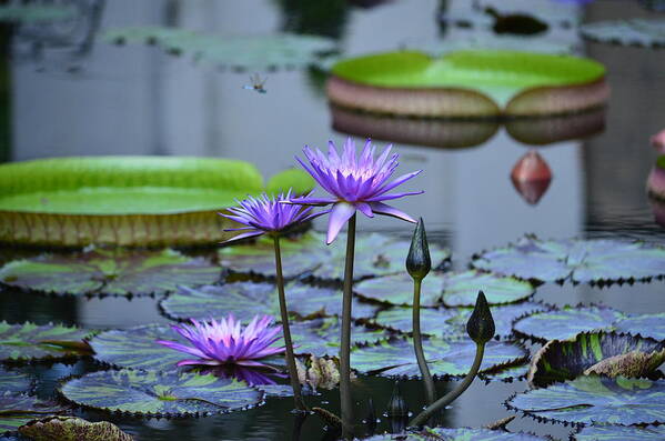 Lily Pond Wonders Poster featuring the photograph Lily Pond Wonders by Maria Urso