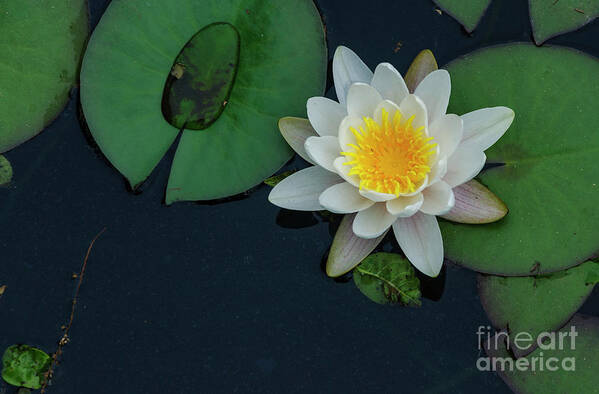 Lilypad Poster featuring the photograph Lilypad by Debra Fedchin