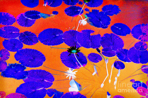 Reverse Poster featuring the photograph Lilypad Explosion by Linda Olsen
