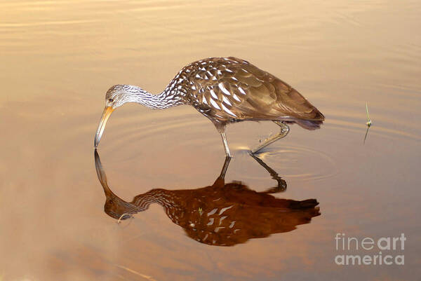 Limpkin Poster featuring the photograph Limpkin in the Mirror by David Lee Thompson
