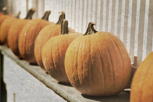 Pumpkins Poster featuring the photograph Line of Pumpkins by David Smith