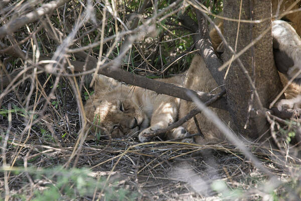 Africa Poster featuring the photograph Lion cub sleeping in bush, Serengeti, Tanzania by Karen Foley