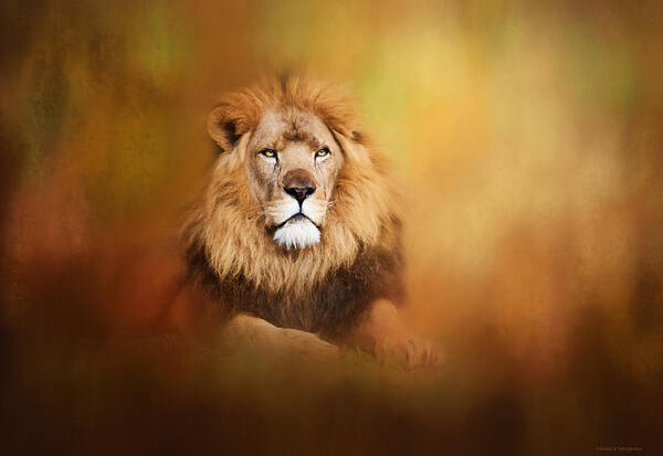 Lion Poster featuring the photograph Lion - Pride of Africa I - Tribute to Cecil by Michelle Wrighton