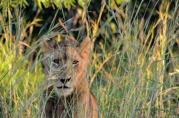 Lion Poster featuring the photograph Lion warily watching by Gaelyn Olmsted