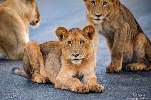 Wildlife Poster featuring the photograph Lions stare by Gaelyn Olmsted