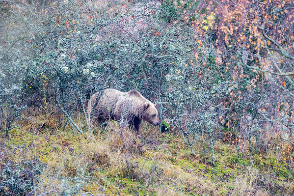 Bear Poster featuring the photograph Listening Bear by Torbjorn Swenelius