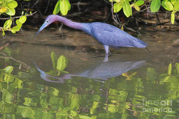 Heron Poster featuring the painting Little Blue Fishing by Deborah Benoit