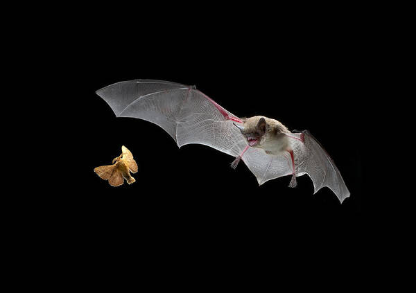 Mp Poster featuring the photograph Little Brown Bat Hunting Moth by Michael Durham