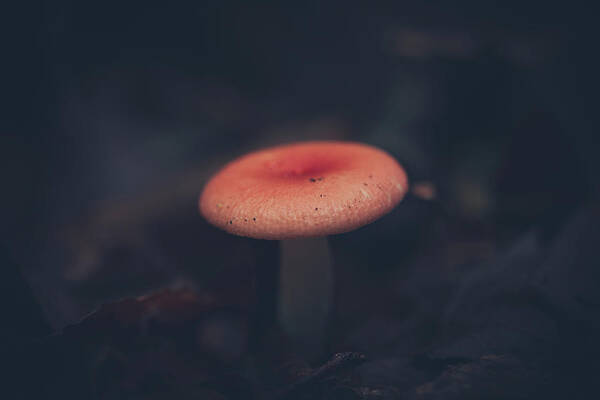 Mushroom Poster featuring the photograph Little Forest Shroom by Shane Holsclaw