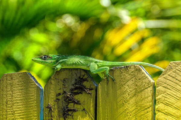 Iguana Poster featuring the photograph Little Green Visitor by Wolfgang Stocker
