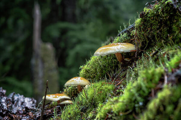 Mushroom Poster featuring the photograph Little Things in a Big Forest by Belinda Greb