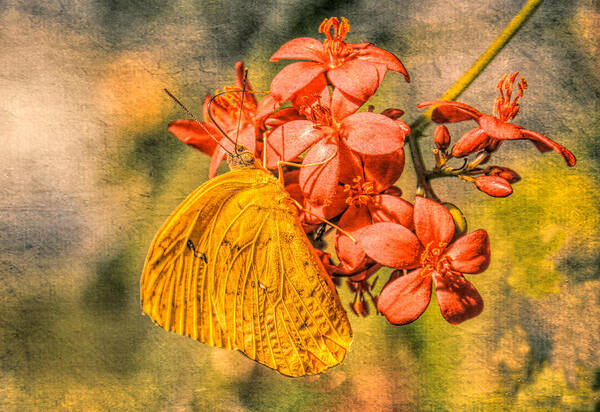 Butterfly Poster featuring the photograph Little Golden Butterfly in Grunge by Rosalie Scanlon