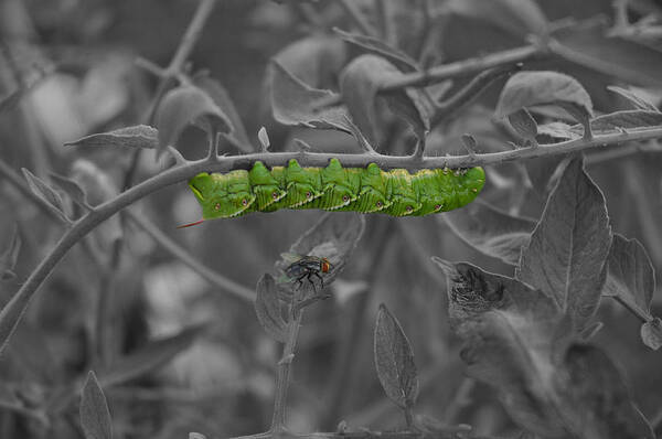 Insect Poster featuring the photograph Living in Harmony by Teresa Blanton