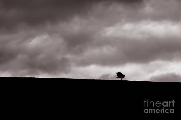 Scottish Landscape Poster featuring the photograph Lone Tree by Diane Macdonald