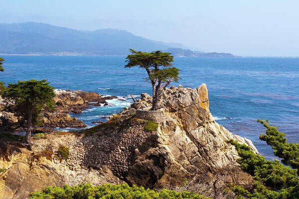 Beach Poster featuring the photograph Lone Cypress by Lou Ford