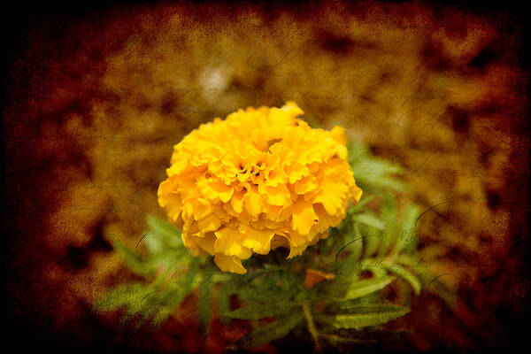 Marigold Poster featuring the photograph Lone Flower by Milena Ilieva