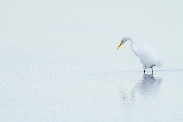 Animal Poster featuring the photograph Lonely Egret by Karol Livote